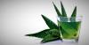 Aloe vera: hyödyllisiä ominaisuuksia kasveja että olet oman ikkunalaudalla