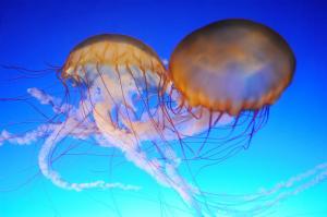 Miten annetaan ensiapua meduusoja pistot