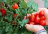 6 tomaatin yllättävää terveysvaikutusta