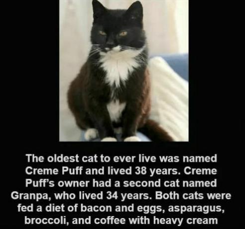 Cat creme pullistaa - Creme Puff