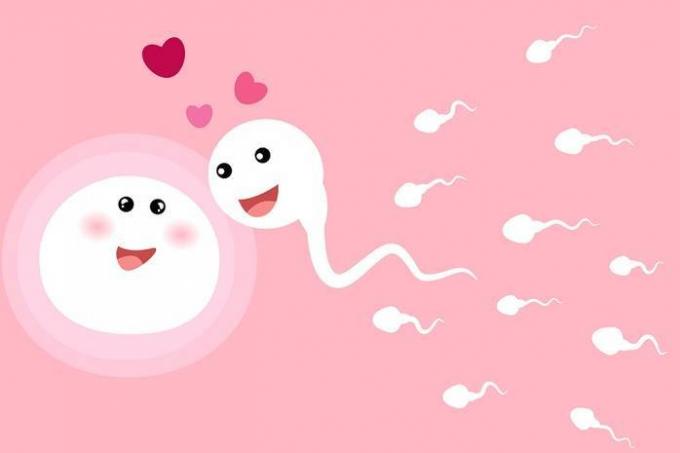 Munasolu valitsee sperma lannoitukseen, eikä päinvastoin: tutkijat