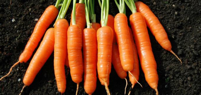 Porkkanat - porkkana