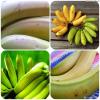 Miten päästä eroon vatsavaivoja avulla vihreä banaani
