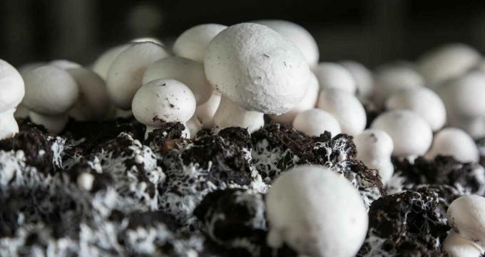 Sienet - champignon mushroomy